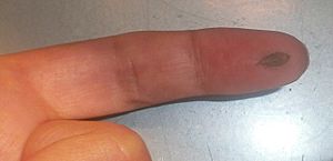 Archivo:Micromeria glomerata - leaf on finger