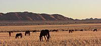 Archivo:Namib desert feral horses