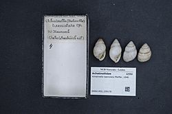 Naturalis Biodiversity Center - RMNH.MOL.239176 - Achatinella taeniolata Pfeiffer, 1846 - Achatinellidae - Mollusc shell.jpeg