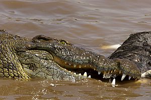 Archivo:Nile Croc eating AdF