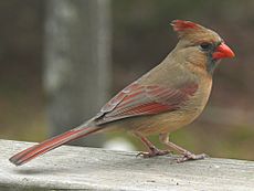 Archivo:Northern Cardinal Female-27527