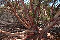 Old-growth mission manzanita in San Diego County, California