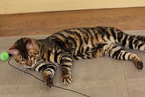 Archivo:Olympus Queenannecats