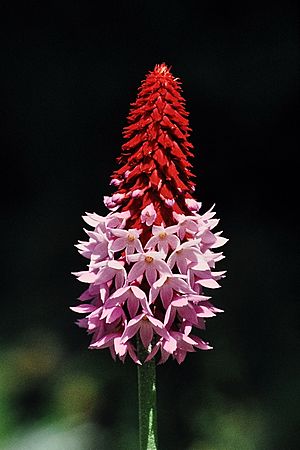 Archivo:Orchid primrose