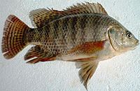 Archivo:Oreochromis niloticus Egypt
