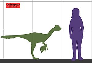 Archivo:Oviraptor size