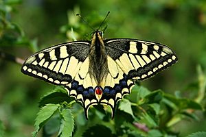 Papilio Machaon JPG1a.jpg
