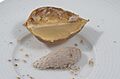 Paulownia tomentosa - herbstlich - Frucht aufgeschnitten und Samen