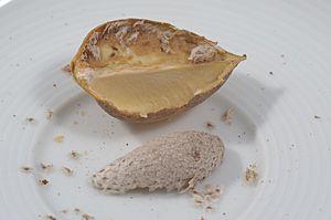 Archivo:Paulownia tomentosa - herbstlich - Frucht aufgeschnitten und Samen
