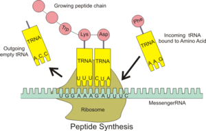 Archivo:Peptide syn