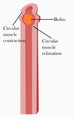 Peristalsis