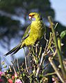 Platycercus caledonicus -Tamar Island, Tasmania -juvenile-8