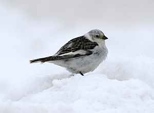Archivo:Plectrophenax nivalis1