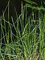 Poa.nemoralis.in.may.germany