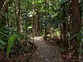 Rainforest Regenwald Australia (22865104000)