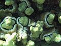 Reef0607