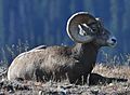Rocky Mountain Bighorn Sheep (Ovis canadensis canadensis), Rocky Mountain National Park