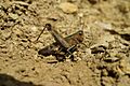 Saltamontes-puesta