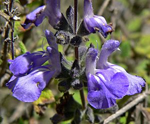 Archivo:Salvia melissodora 3