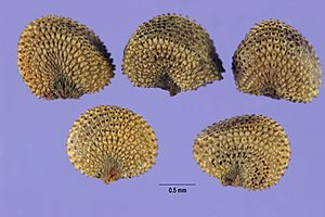 Archivo:Silene latifolia-seeds-1