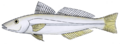 Sillago schomburgkii2