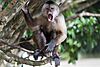 Sloth Island - Barica, Guyana (23544466712).jpg