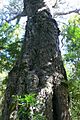 Southafrica430yellowwood