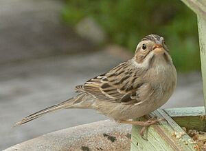 Spizella pallida1.jpg