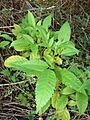 Starr 071024-0370 Tecoma stans