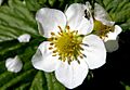 Strawberry flower and guest