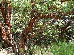 Archivo:Tabaquillo (Polylepis australis), Pampa de Achala, Córdoba, Argentina