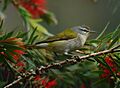 Tennessee Warbler 2