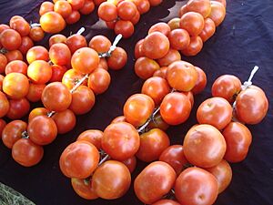Archivo:Tomates de colgar, Huerta de Capicorb