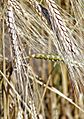 Triticum turgidum 2
