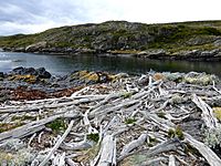 Archivo:Troncos en la Isla Hache, Ushuaia, Argentina