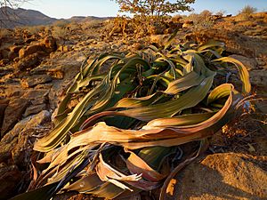 Archivo:Welwitschia mirabilis0425