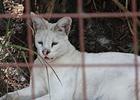 Archivo:White serval-2