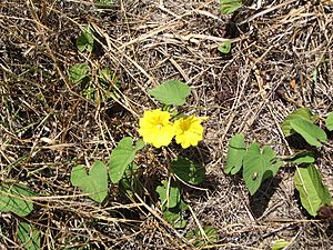 Archivo:Yellow convulvulaceae