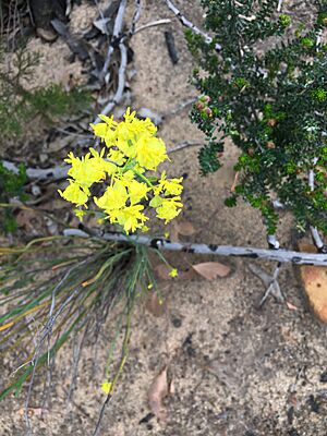 Archivo:Yellow wildflower Little Desert National ParK