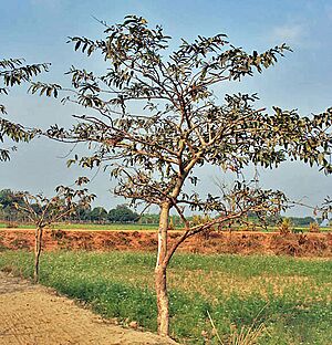 Archivo:Young Tree I IMG 1655