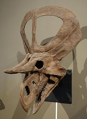 Archivo:Zuniceratops christopheri 1 salt lake city