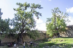 Archivo:Árboles de Molle en Santuario Arqueológico de Wariwillka, Centro Poblado de Huari, Huancán, Huancayo 01