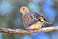 115 Mourning Dove