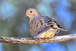 Archivo:115 Mourning Dove