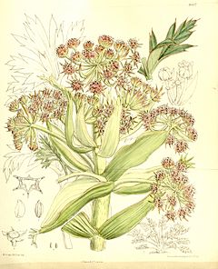 Archivo:Aciphylla latifolia 137-8407