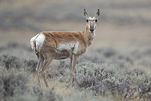 Archivo:Antilocapra americana female (Wyoming, 2012)