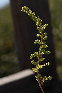 Aphanisma blitoides 185111825.jpg