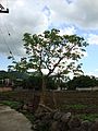 Arbol de flor de chompancle en san andres de la cal