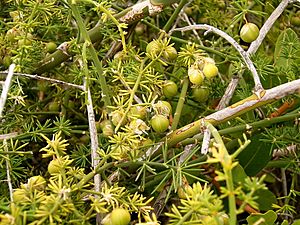 Archivo:Asparagus umbellatus (La Fajana) 08 ies