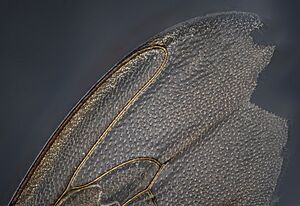 Archivo:Bee wing, apis mellifera